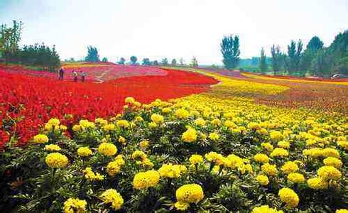 伍方會議早報 中國花卉交易會9月 中國茶鄉峨眉山國際茶博會明日開幕