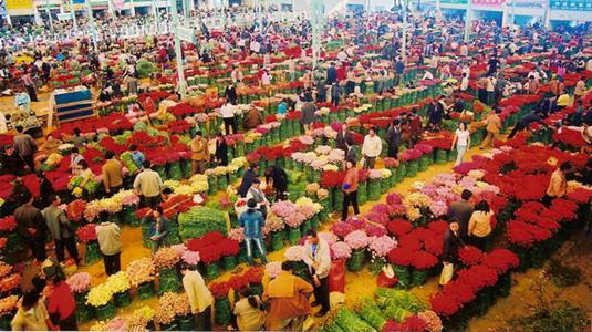 伍方會議早報  青海藏毯展首現虛擬展會 昆明國際花卉展七月